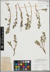 Foto von Salix repens subsp. rosmarinifolia (L.) Andersson
